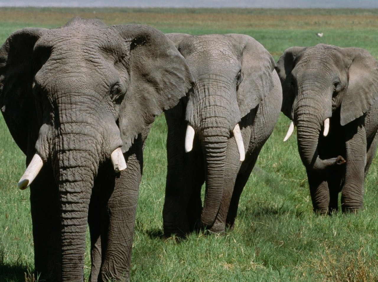Slony najnovšie dokážu masírovať ľudí.