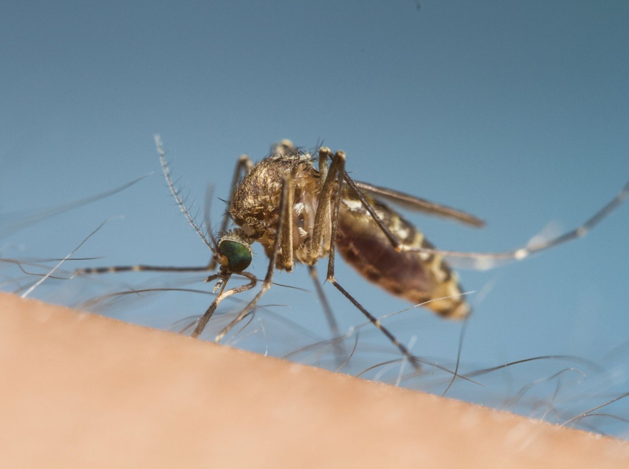 Aj komáre sa považujú za nebezpečný hmyz, prenášajúci ochorenia!