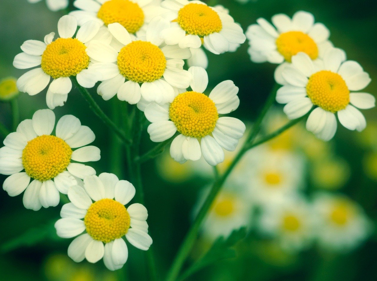 Detoxikácia organizmu pomocou liečivých jarných kvetov - aj o tom je fytoterapia.