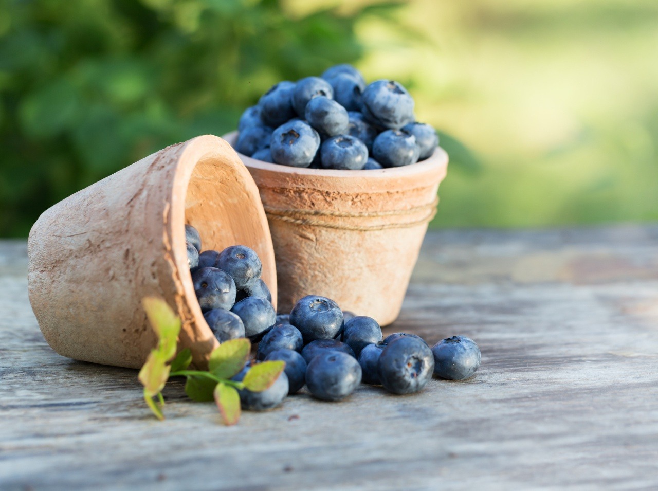 Sezóna modrofialového ovocia je v plnom prúde, pozor však nato, kde a kedy ho budete zbierať a konzumovať! 