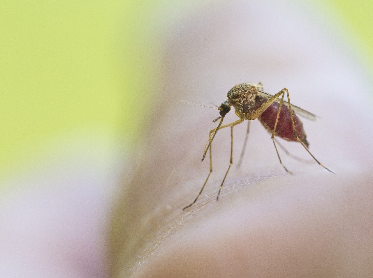 Zika vírus na Slovensku potrápil menej ľudí ako v zahraničí. Hrozbou ale ostáva. 