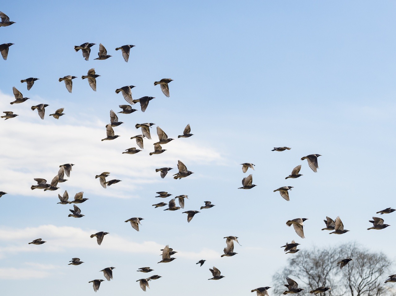 Pozorovanie vtákov zlepšuje mentálne zdravie.