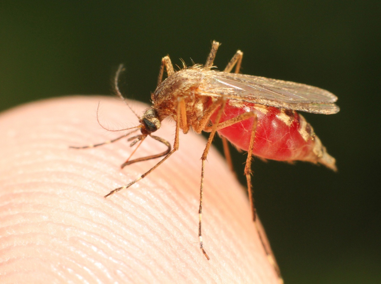 Vírus zika potrápil mnohé krajiny v roku 2015!