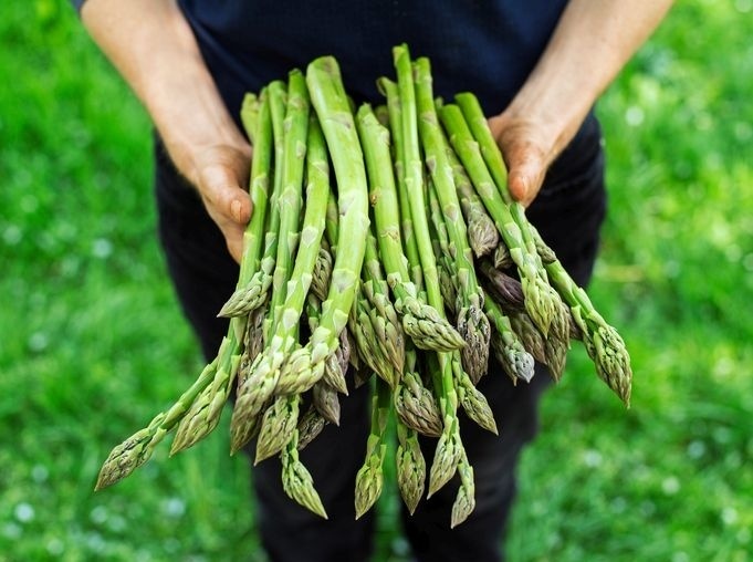 Vysoký obsah asparagínu má napríklad špargľa.