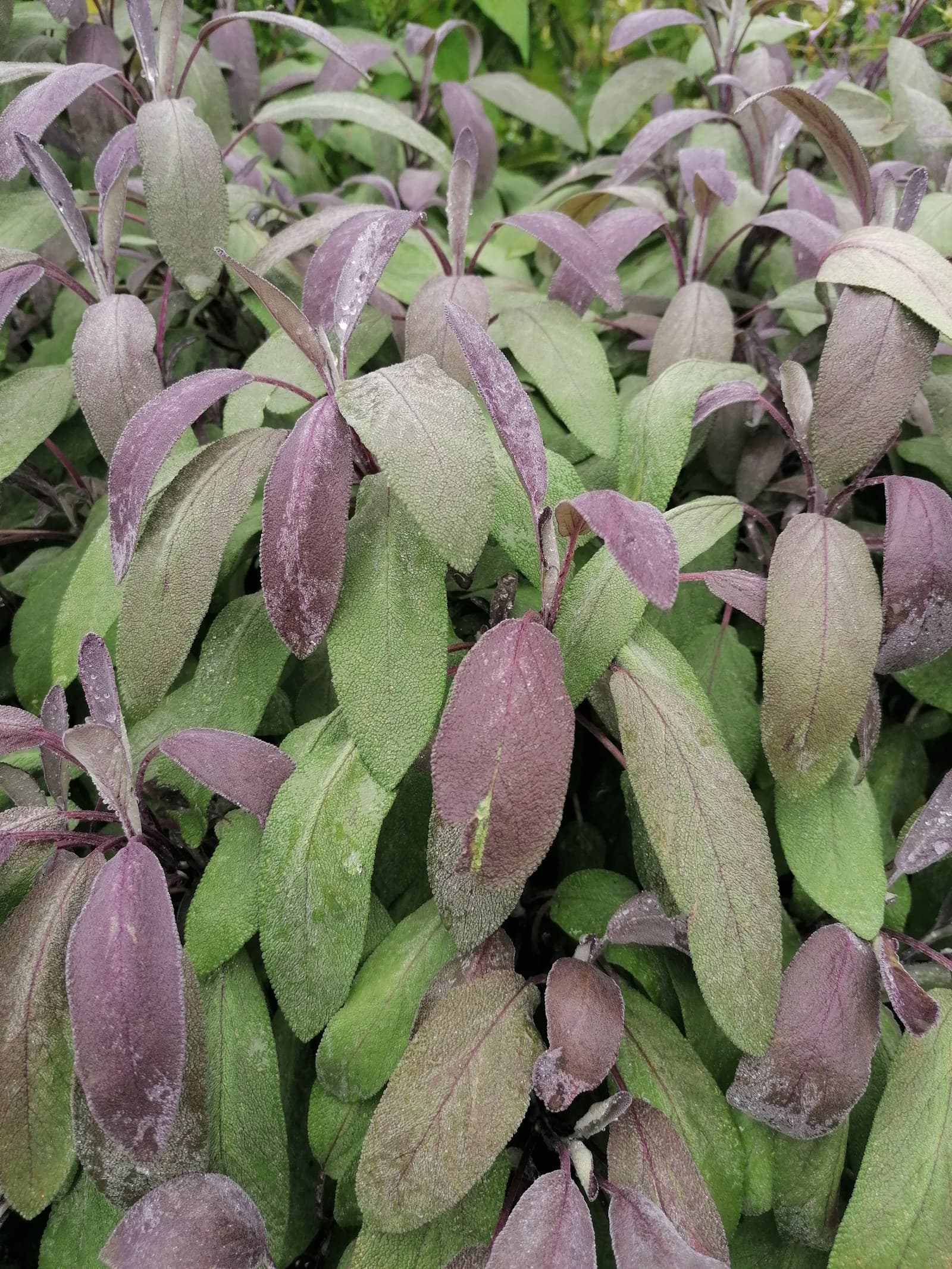 Šalvia lekárska (Salvia officinalis)