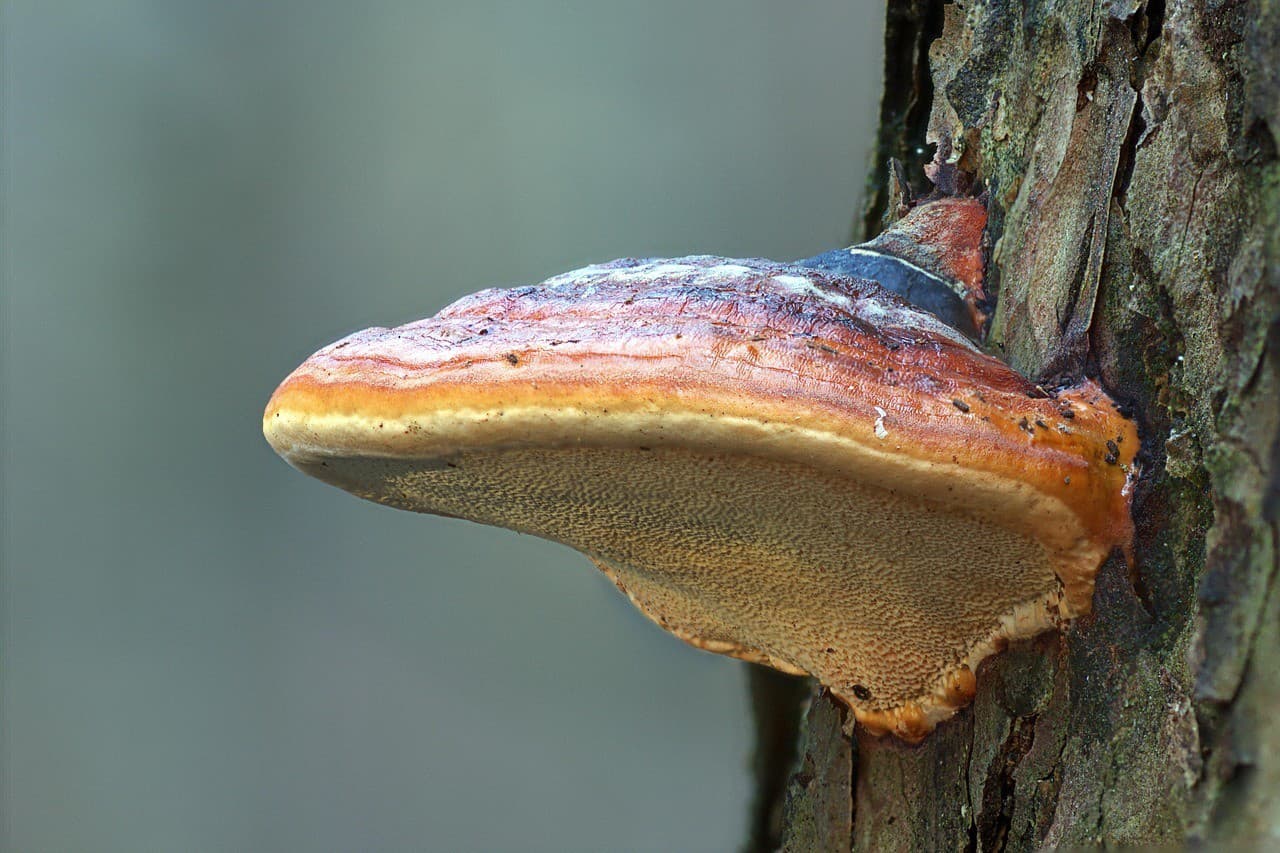 Reishi rastie na stromoch, ale nepatrí medzi jedlé huby.
