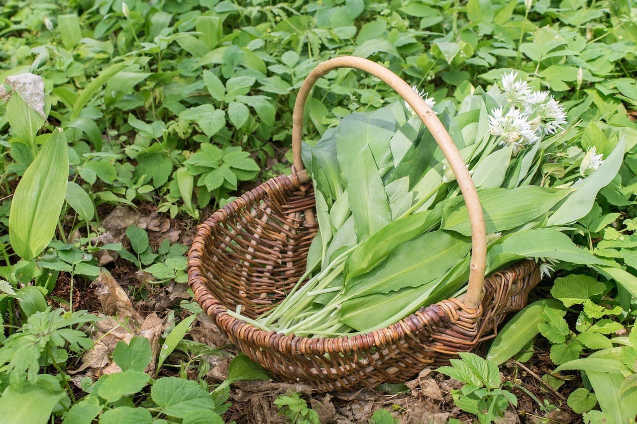 Pri zbere medvedieho cesnaku sa zároveň príjemne odreagujete.