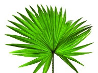 Jedným z kľúčov k zdravej prostate je floridská palma Saw Palmetto. 