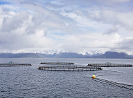 Morské sádky, kde sa chovajú lososy. (Foto: ČTK)