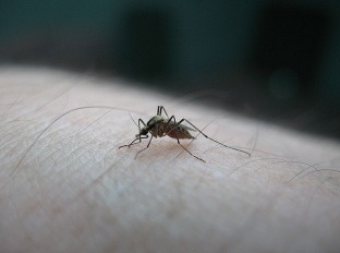 Komáre druhu Culex prenášajú