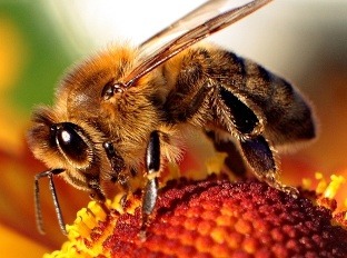 Včely dokážu identifikovať zárodky