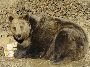 Medveď môže zaútočiť na