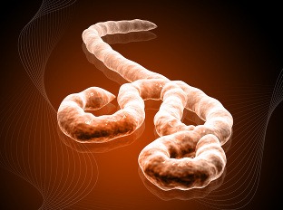 Vírusom ebola sa nakazilo