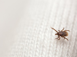 Epidémia kliešťovej encefalitídy prepukla