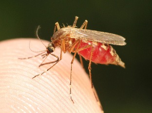 Vírus zika potrápil mnohé