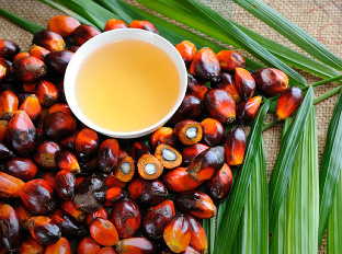 Je palmový olej bezpečný?