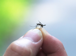 Zaručená pasca na komáre: