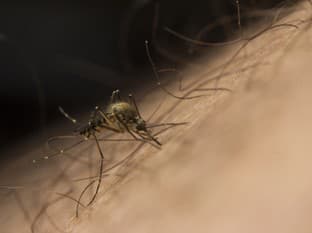 Tzv. ázijský komár potvrdený