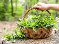 Zdravé vlasy, pokožka, trávenie, imunita, svaly, kĺby a žiadne alergie: Žihľava naozaj NIE JE obyčajná