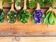 Žihľava, fialka či púpava sú jedlé a nabité vitamínmi: Nie každý ich vie zbierať SPRÁVNE!
