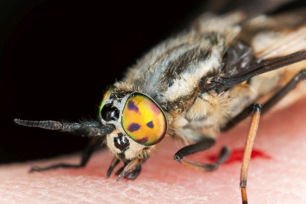 Najkrvilačnejší hmyz na Slovensku