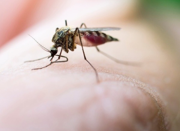 Za rozmnožovanie komárov si