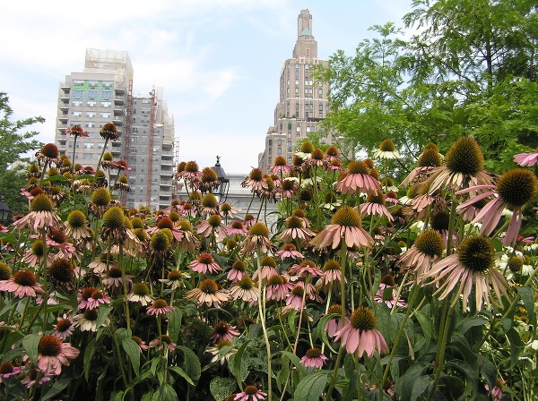 Echinacea v New Yorku.