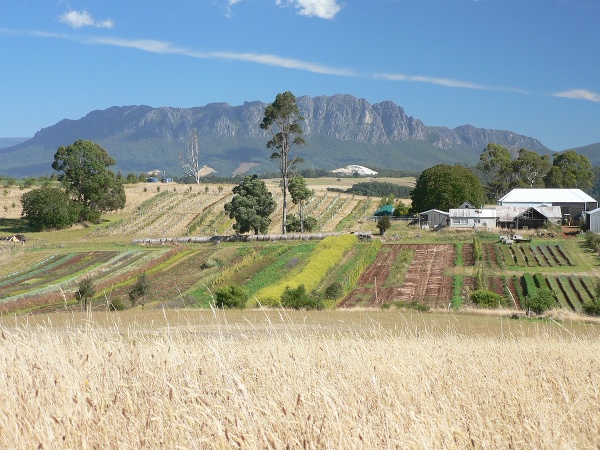 Pestovanie špeciálnych plodín na Tasmánii. Foto: archív I. Šalamona