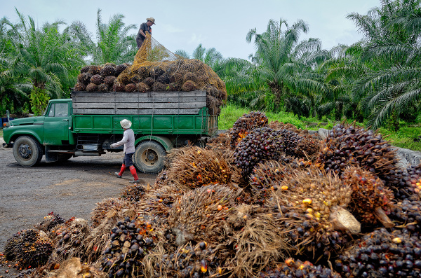 Je palmový olej bezpečný?