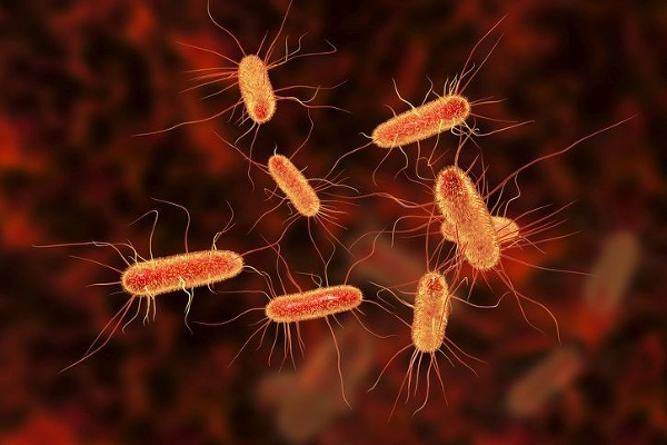 Baktérie E. coli. Foto: Gettyimages.com