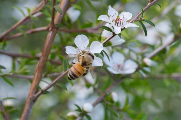 Včela zbierajúca nektár z kvetov mānuka.