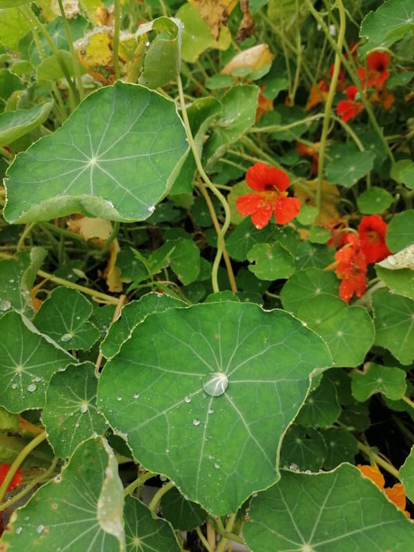Botanická ZÁHRADA, ktorá vám